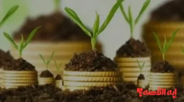 قانون مالية 2026.. المصادقة على تسوية وجدولة ديون القطاع الفلاحي بتونس